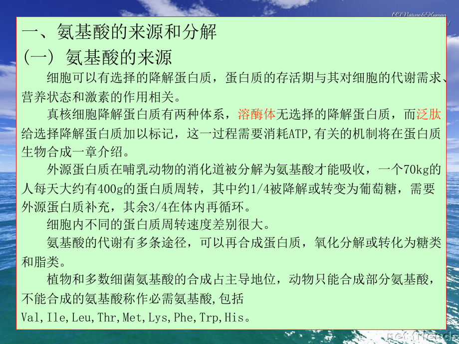 王镜岩-生物化学-经典-12氨基酸分解-考研必备-学生物化学必备.ppt_第2页