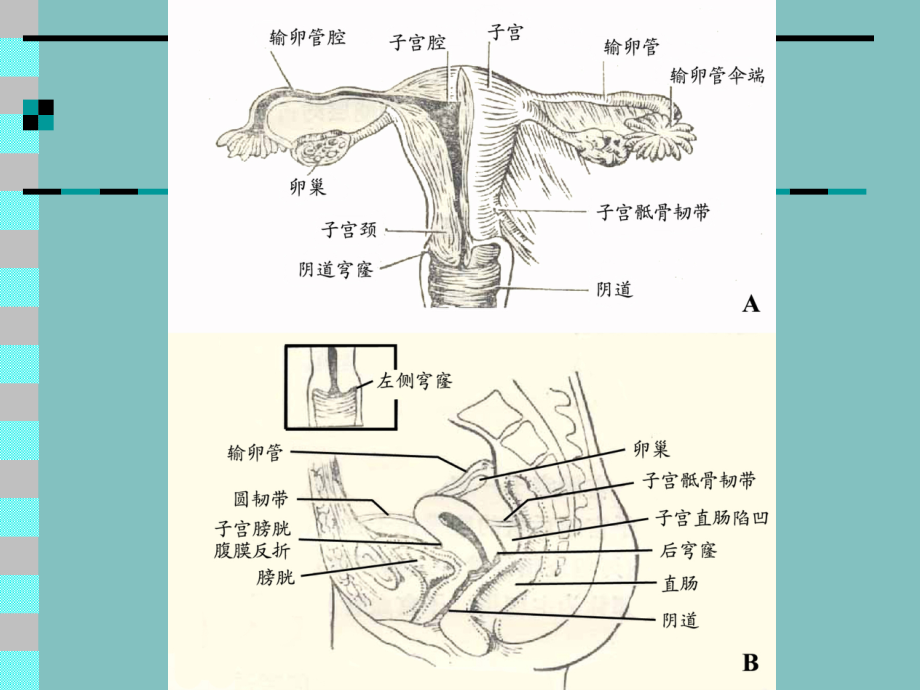 6.2.女性生殖系统.ppt_第2页