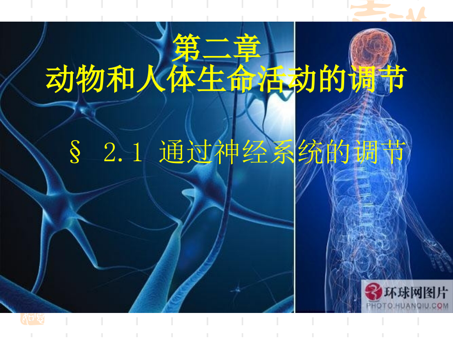 神经调节高三复习.ppt_第1页