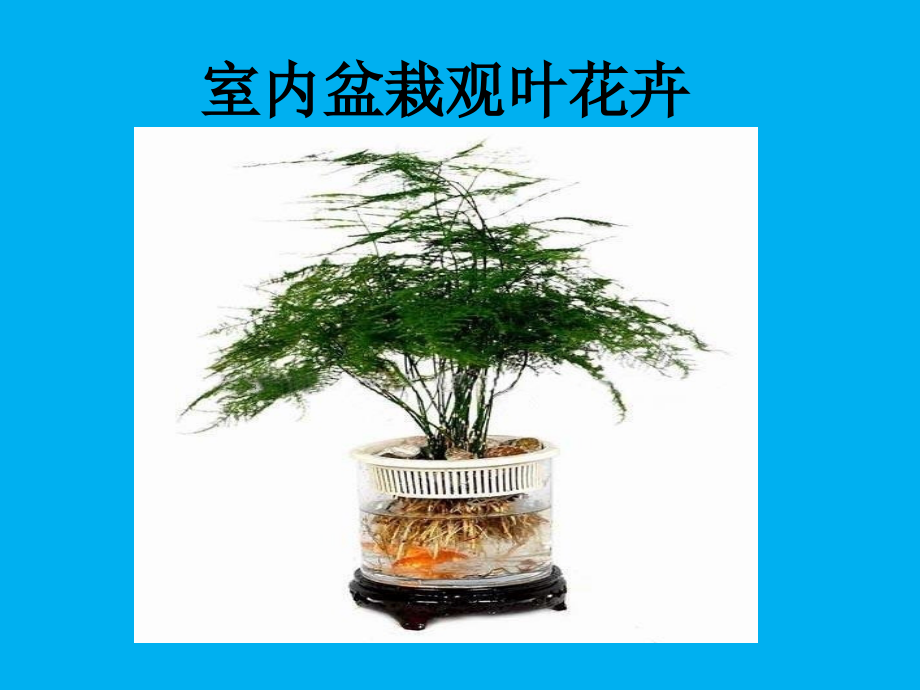 室内盆栽观叶花卉.ppt_第1页