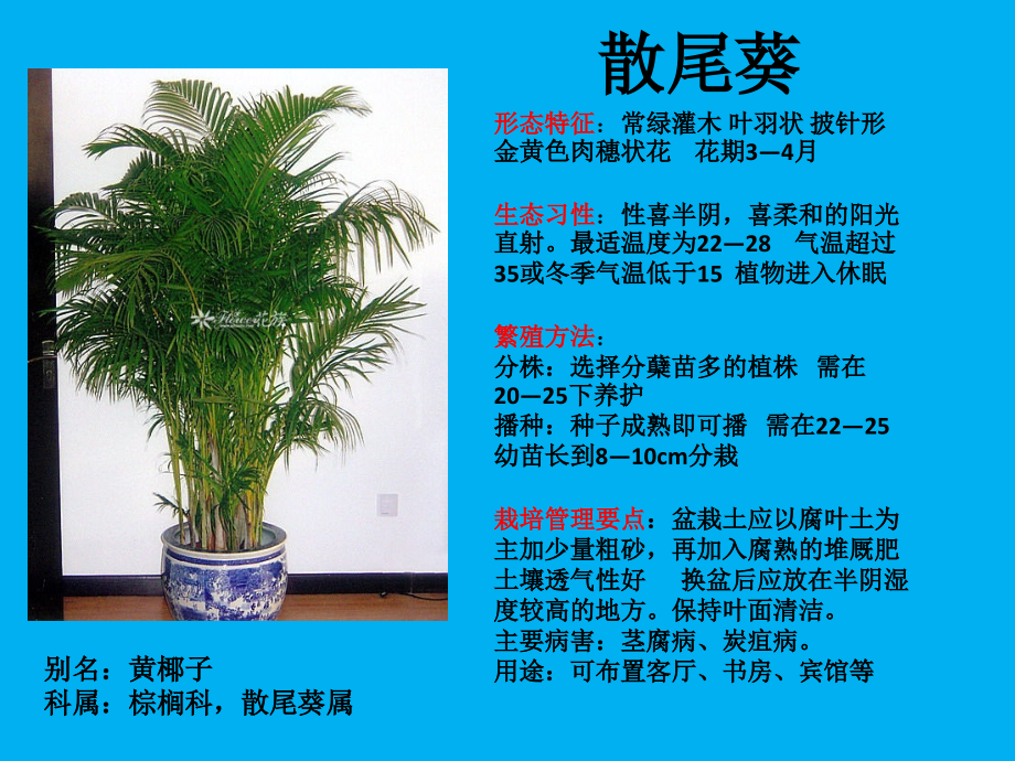 室内盆栽观叶花卉.ppt_第2页