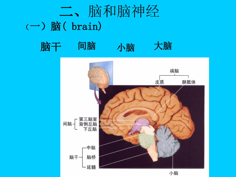6-10神经系统3——脑干.ppt_第1页