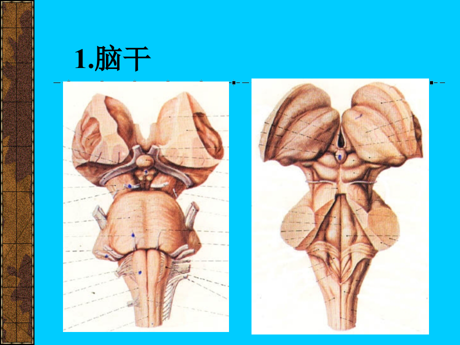6-10神经系统3——脑干.ppt_第2页