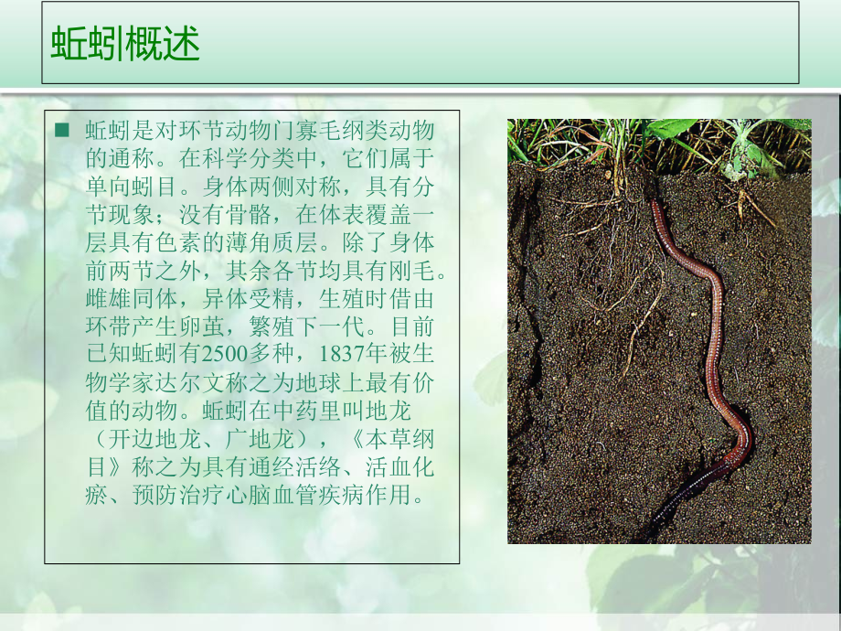蚯蚓的应用价值.ppt_第2页