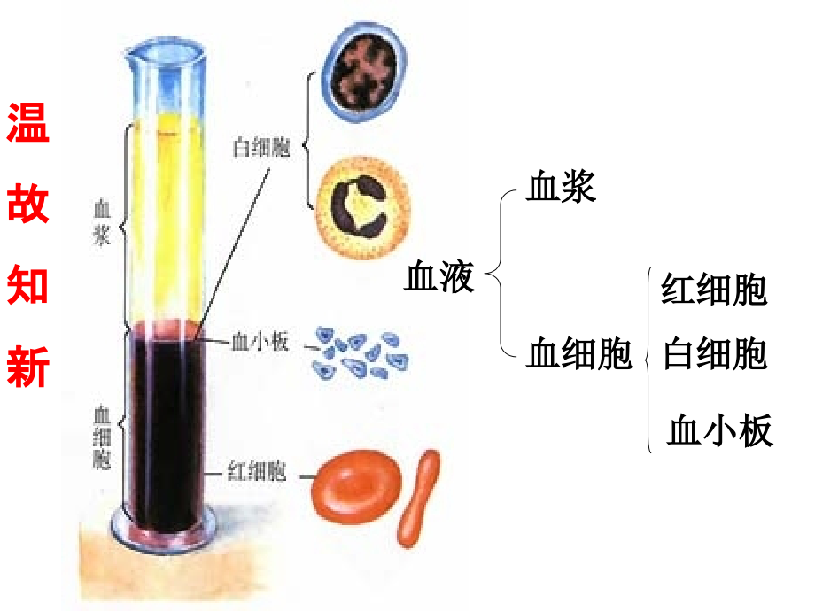 生物：第4章第4节输血与血型.ppt_第2页