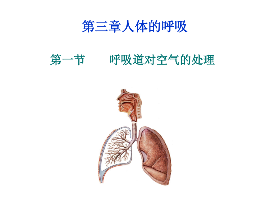 人教版七年级下册生物31呼吸道对空气的处理.ppt_第1页