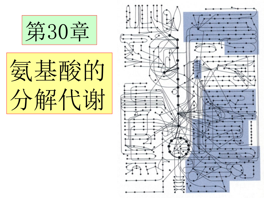 生物化学与分子生物：氨基酸的分解代谢.ppt_第1页