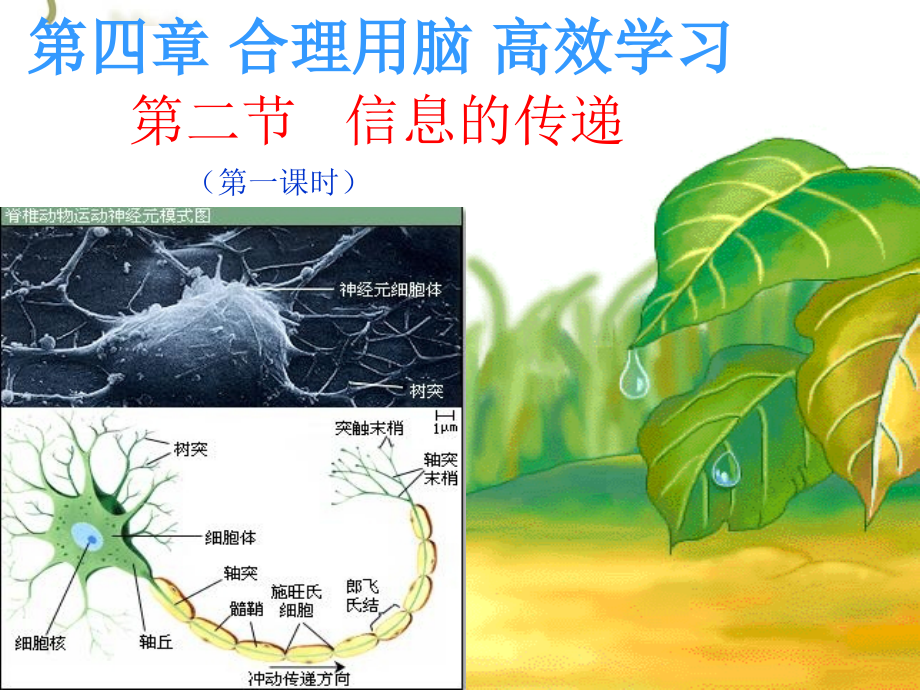 第二节、信息的传递.ppt_第1页