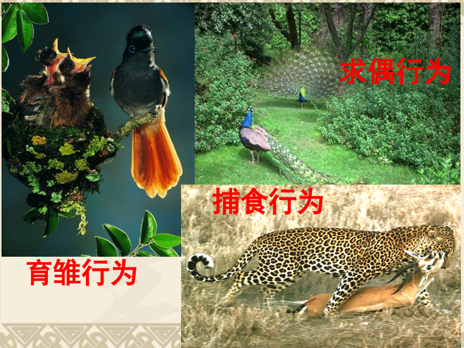 八年级生物《动物的运动》.ppt_第2页