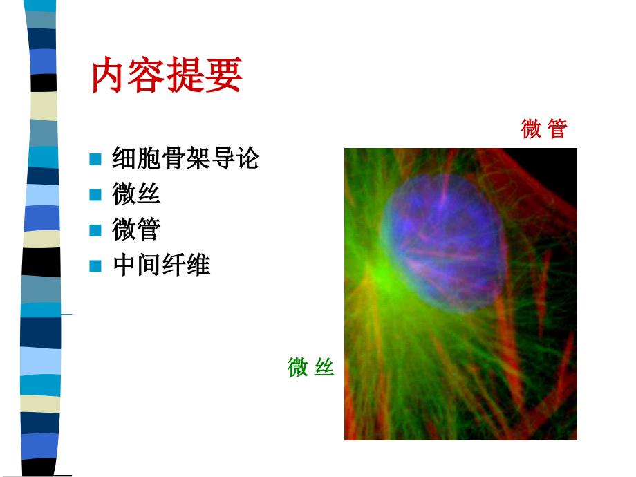 第七章-细胞骨架--细胞生物学.ppt_第2页