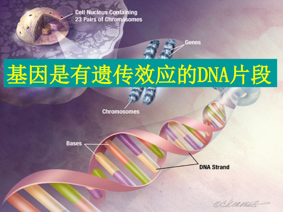 基因是有效片段-上课.ppt_第1页