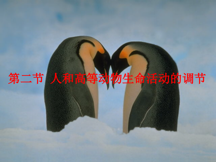 人和高等动物生命活动的调节.ppt_第1页