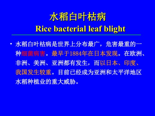水稻病害-白叶枯、细条病(修改完).ppt