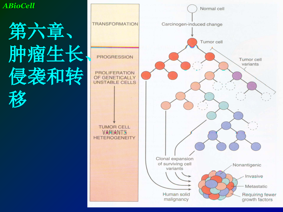 第六章-肿瘤生长、侵袭与转移.ppt_第1页