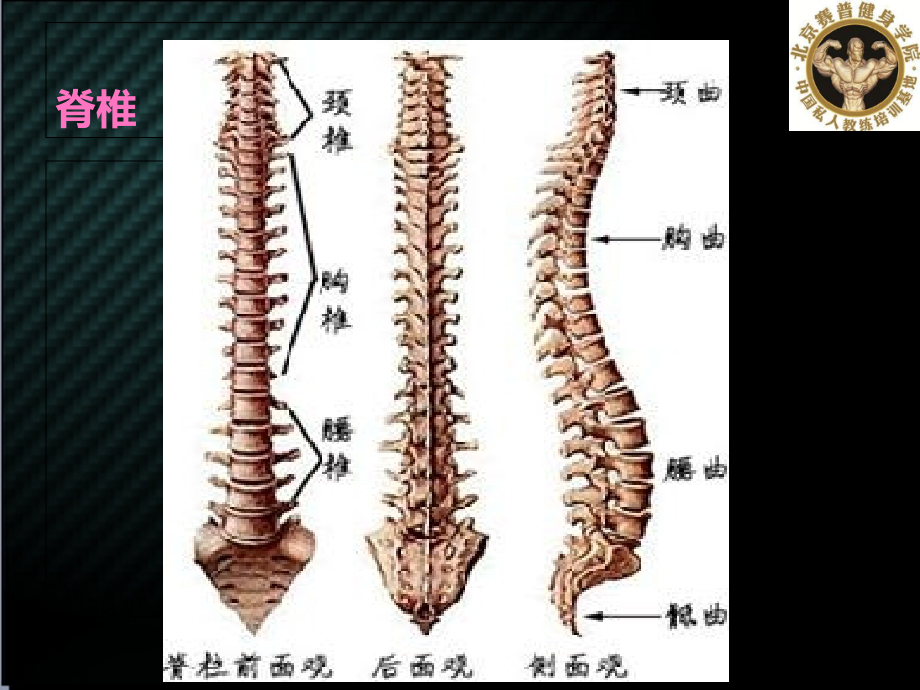 脊柱实用康复.ppt_第2页