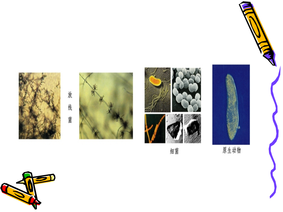 第二章-原核微生物2(放线菌).ppt_第2页