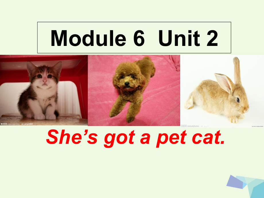 三年级英语上册Unit2She’sgotapetcat.ppt_第1页