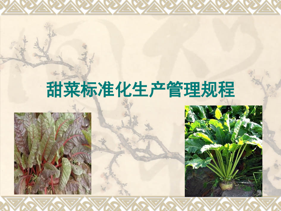 甜菜标准化生产管理技术.ppt_第1页