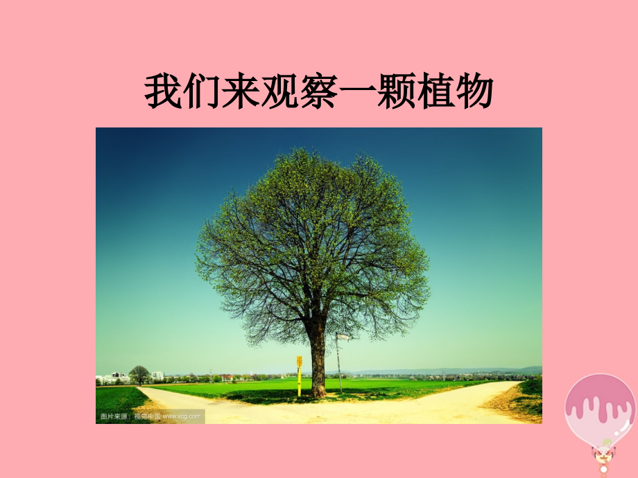 一年级科学上册12观察一棵植物.ppt_第2页