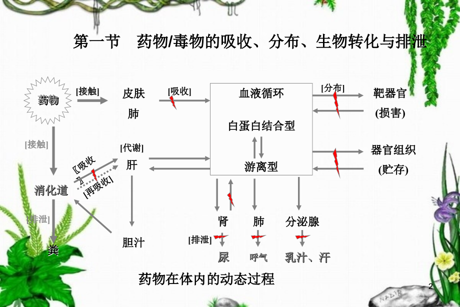 药物毒物的代谢动力学.ppt_第2页