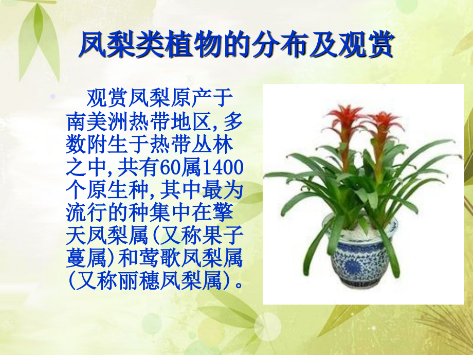 凤梨科植物栽培技术.ppt_第1页