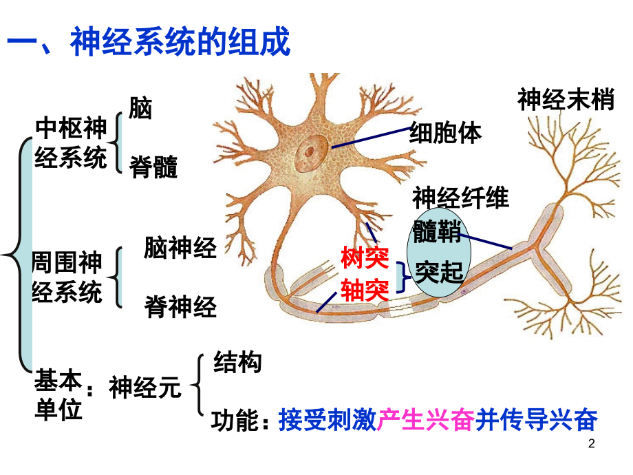 生物：21《通过神经系统的调节》同步(新人教版必修3).ppt_第2页