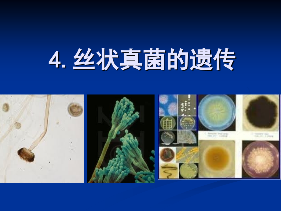 微生物遗传-9-丝状真菌的遗传.ppt_第1页