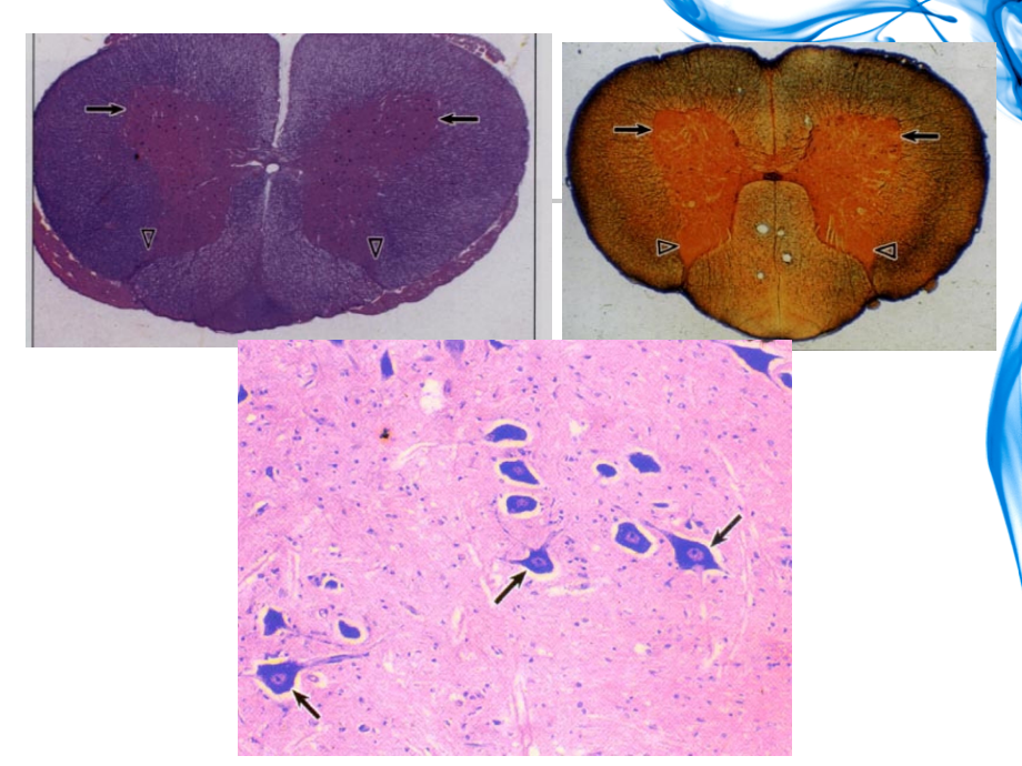 组胚学英文版Nervous-Tissue.ppt_第2页