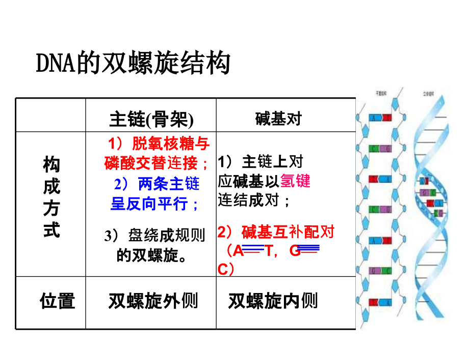 第三节dna的复制.ppt_第1页