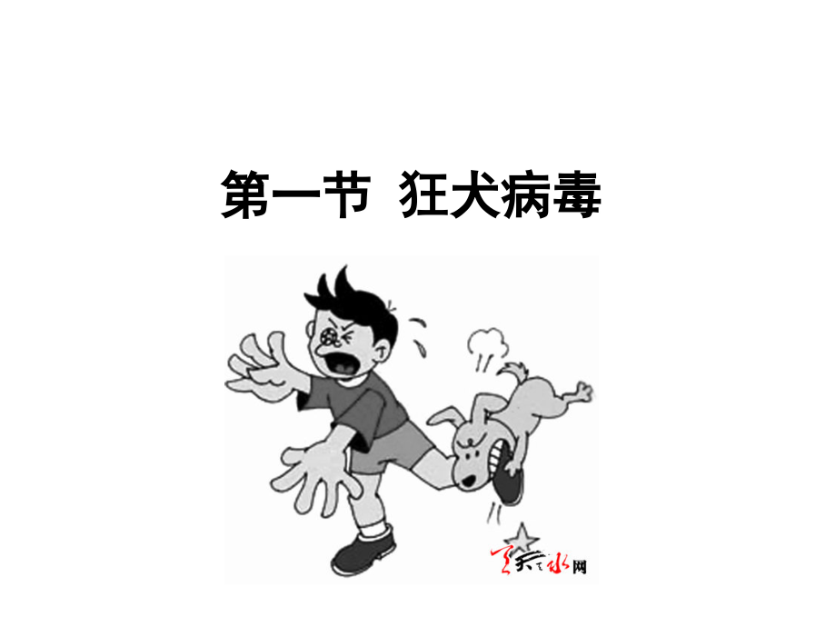 微33其他病毒.ppt_第2页