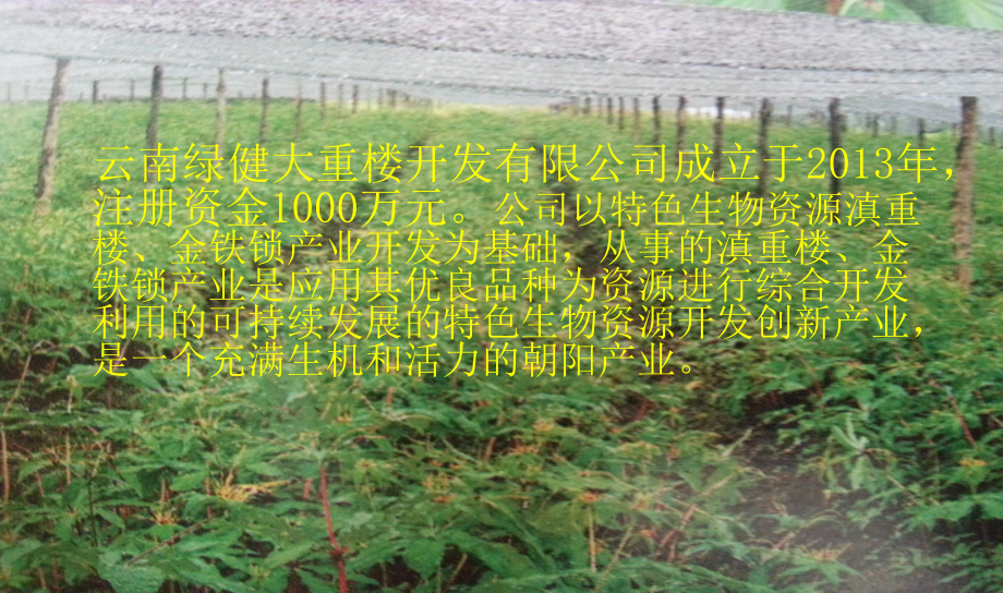 云南绿健大重楼种植专业合作社.ppt_第2页