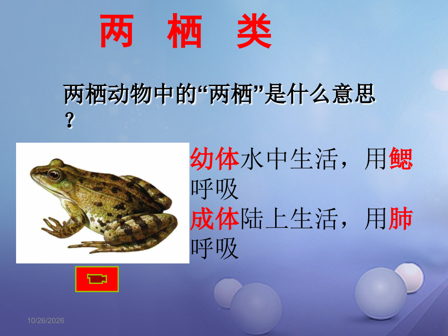 八年级生物上册5.1.5两栖动物和爬行动物教学.ppt_第2页