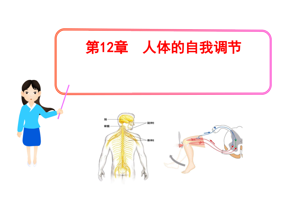 第12章人体自我调节.ppt_第1页