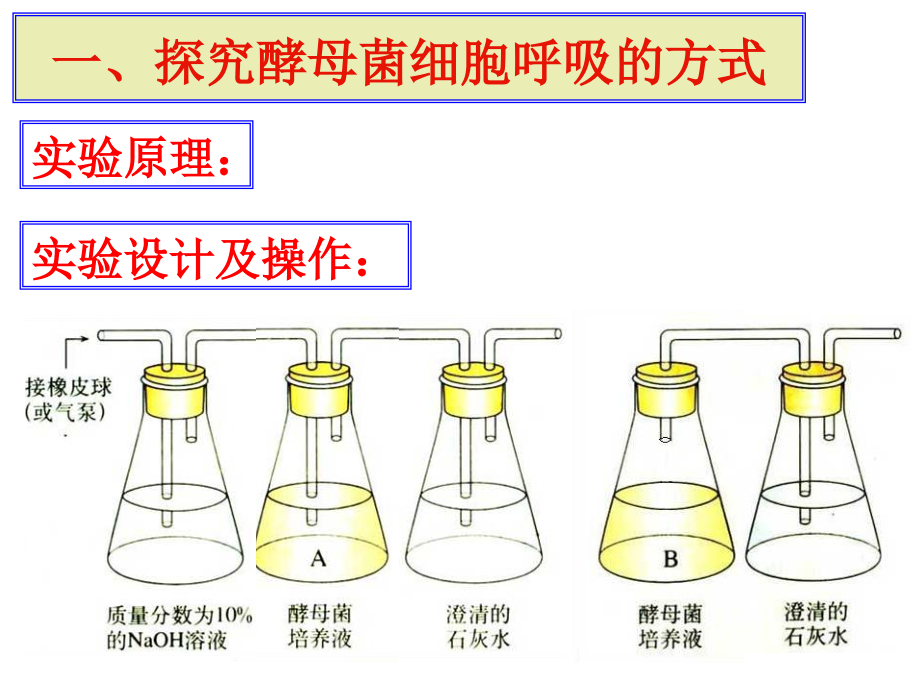 5.3细胞呼吸第二课时.pptx_第2页