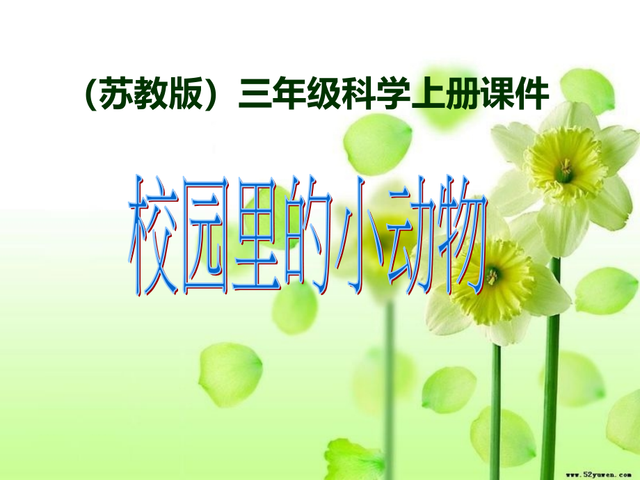 苏教版三年级科学《23校园里的小动物》.ppt_第1页