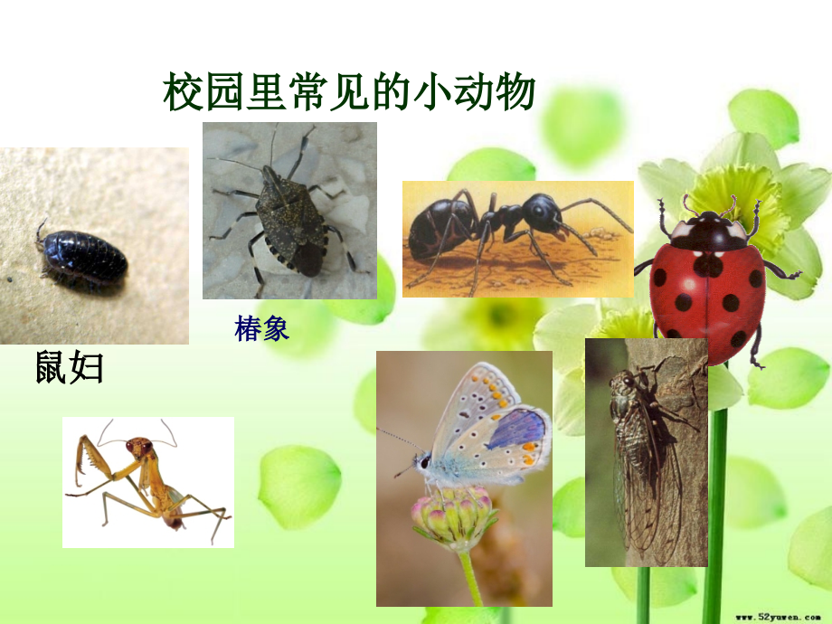 苏教版三年级科学《23校园里的小动物》.ppt_第2页
