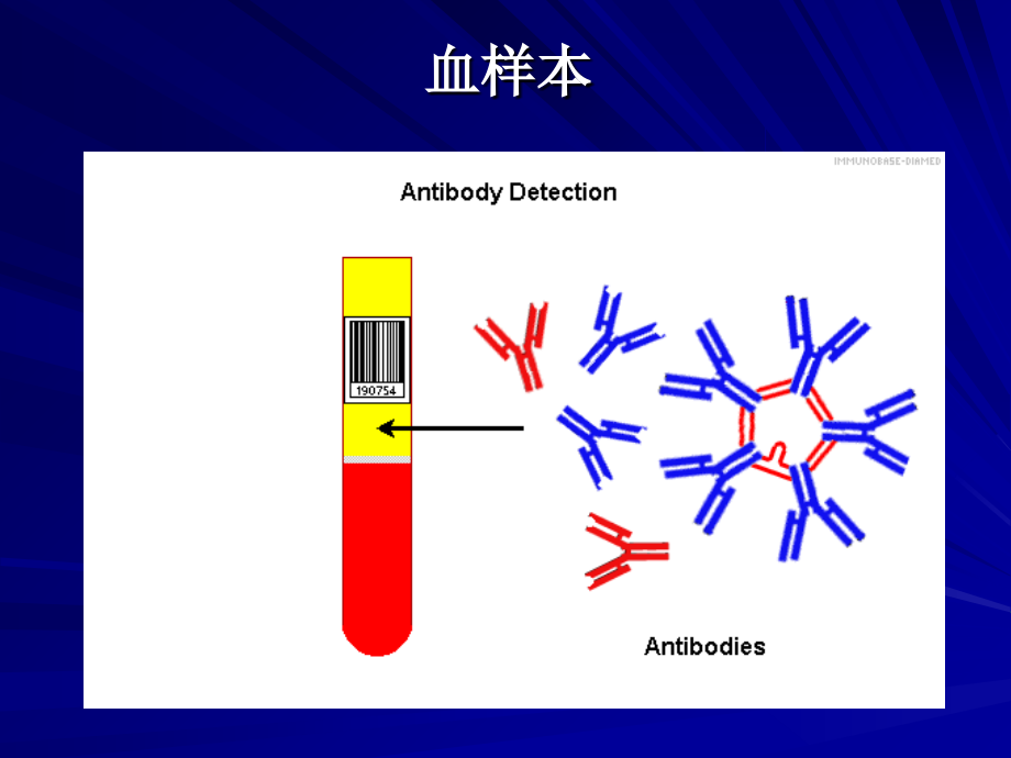 ABO血型鉴定试验.ppt_第2页