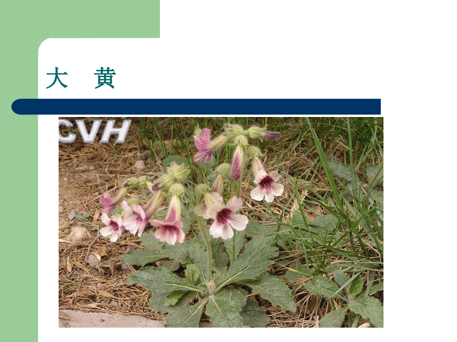 泻下减肥药--《中药减肥》教学.ppt_第2页
