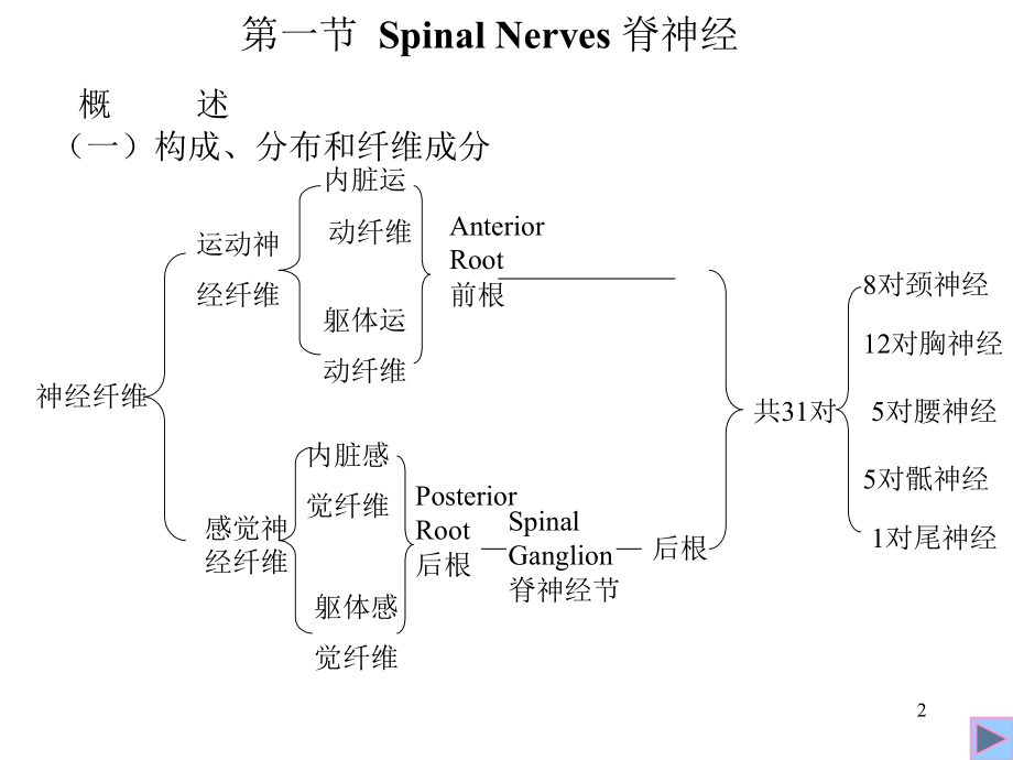 5-脊神经.ppt_第2页