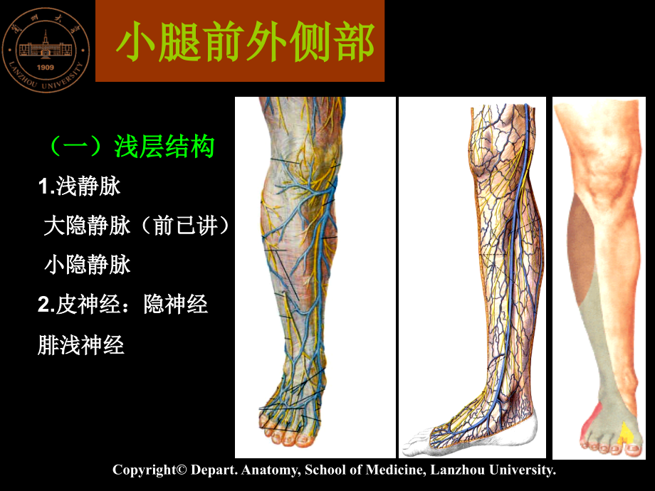 小腿、足.ppt_第1页