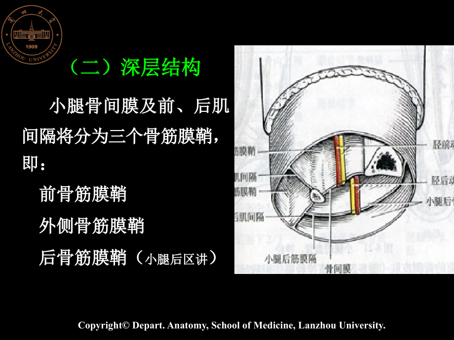 小腿、足.ppt_第2页
