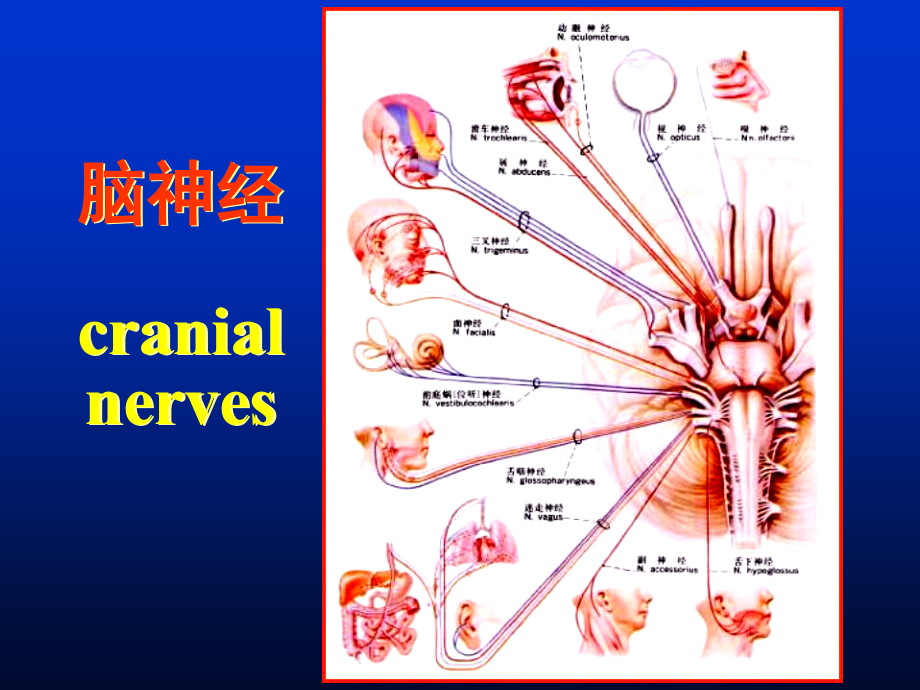 解剖第七课脑神经、脑干.ppt_第1页