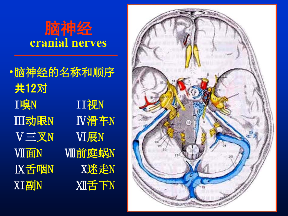 解剖第七课脑神经、脑干.ppt_第2页