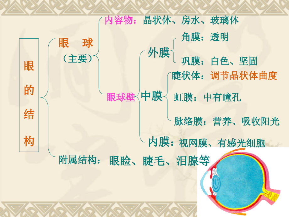 好神经系统的组成.ppt_第2页