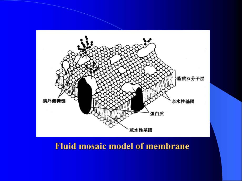 生理-第二章-细胞的基本功能.ppt_第2页