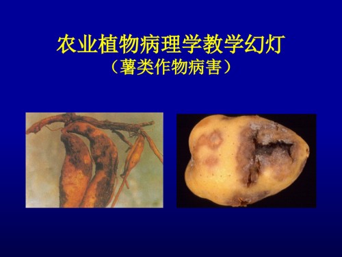 薯类作物病害-普通农业植物病理学.ppt