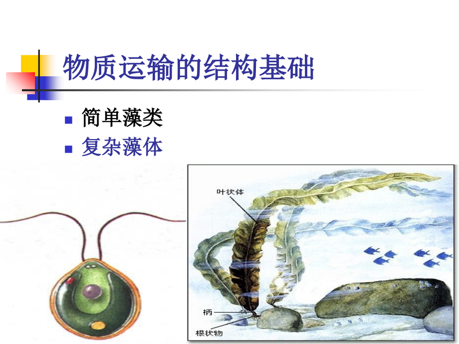 第六章-物质的运输.ppt_第2页