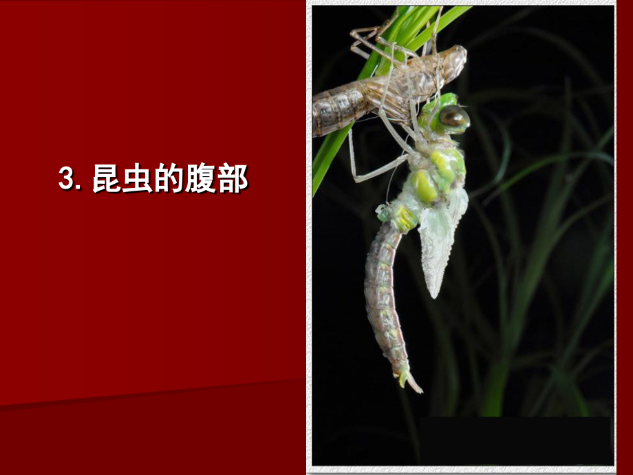 园林植物昆虫学第一章-昆虫的外部形态-腹部.ppt_第1页