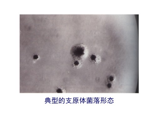 食品检验员考试复习资料（微生物学）（三）.ppt