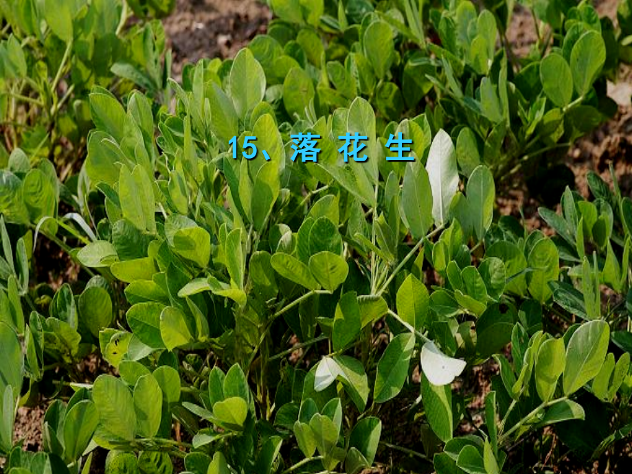 五年级上册语文15落花生.ppt_第1页